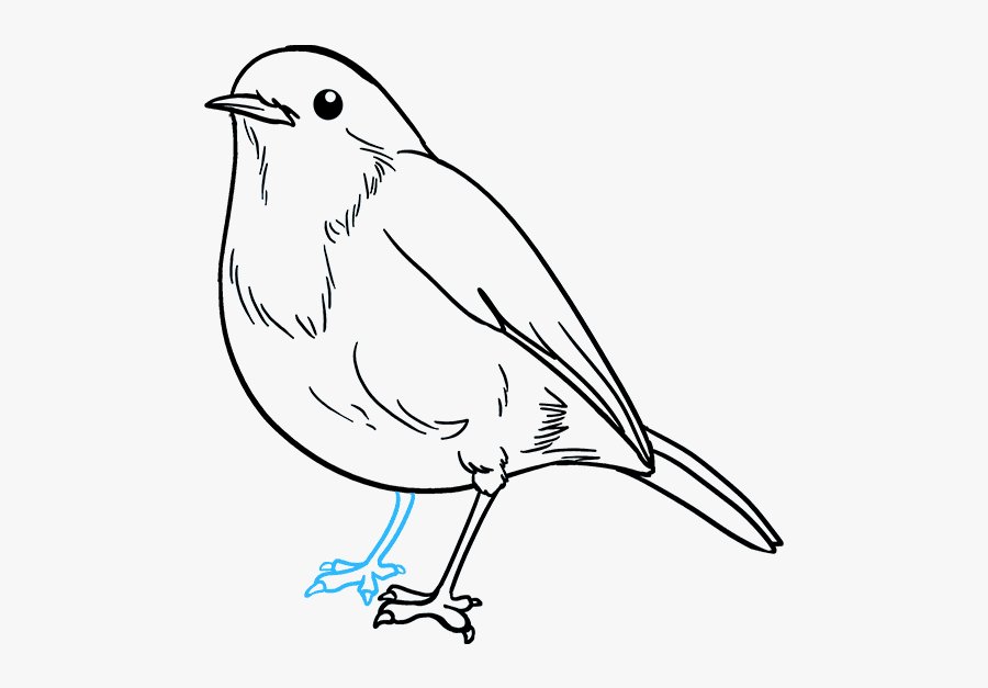 How To Draw Robin - Easy Robin Bird Drawing, Transparent Clipart