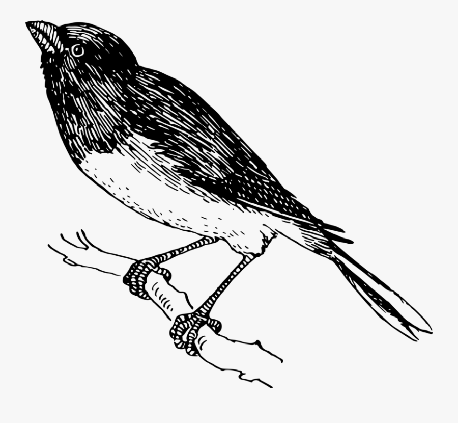 Art,monochrome Photography,cuculiformes - Finch, Transparent Clipart