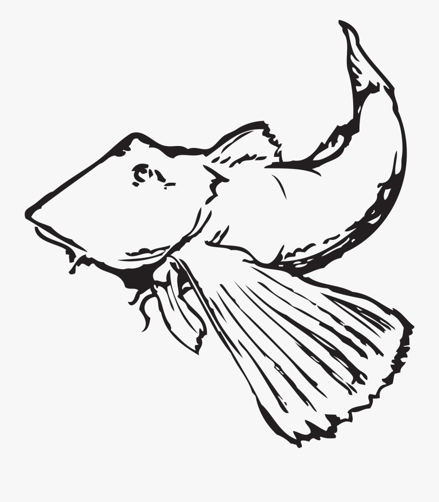 Robin Drawing North And Sea Robin Studios - Sea Robin Line Drawing, Transparent Clipart