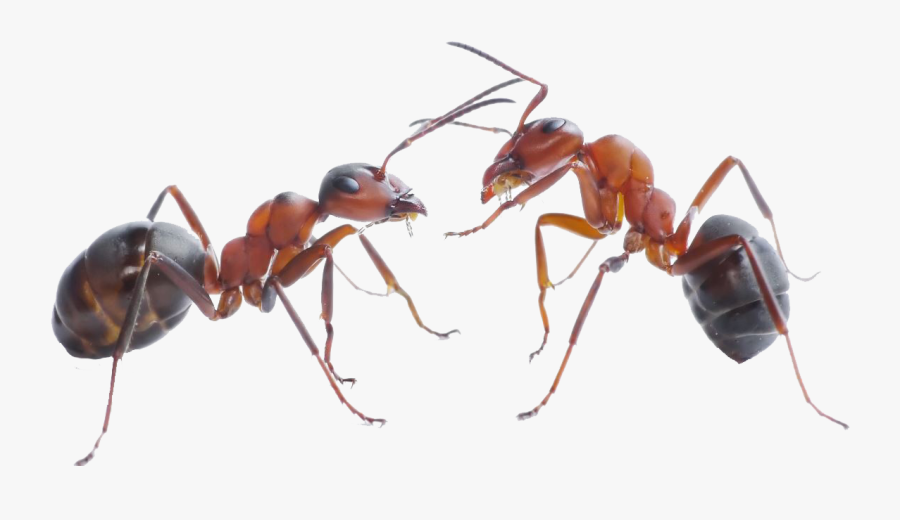Transparent Ant Clipart Png - Transparent Background Ant Png, Transparent Clipart