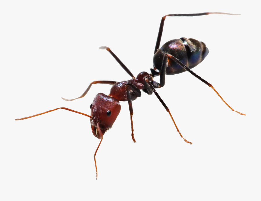 Ant Png, Transparent Clipart
