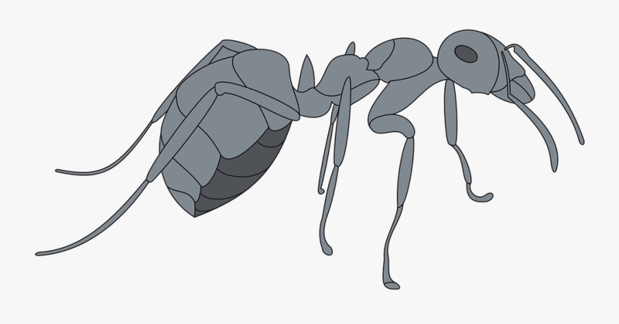 Gray, View, Ant, Side, Insect, Legs - Gray Ant, Transparent Clipart