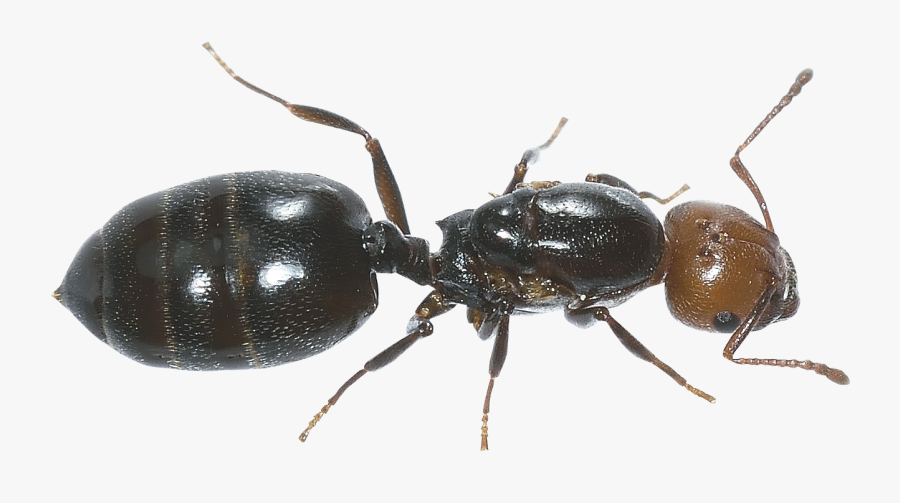 Ant Png - Hd Ant Png, Transparent Clipart