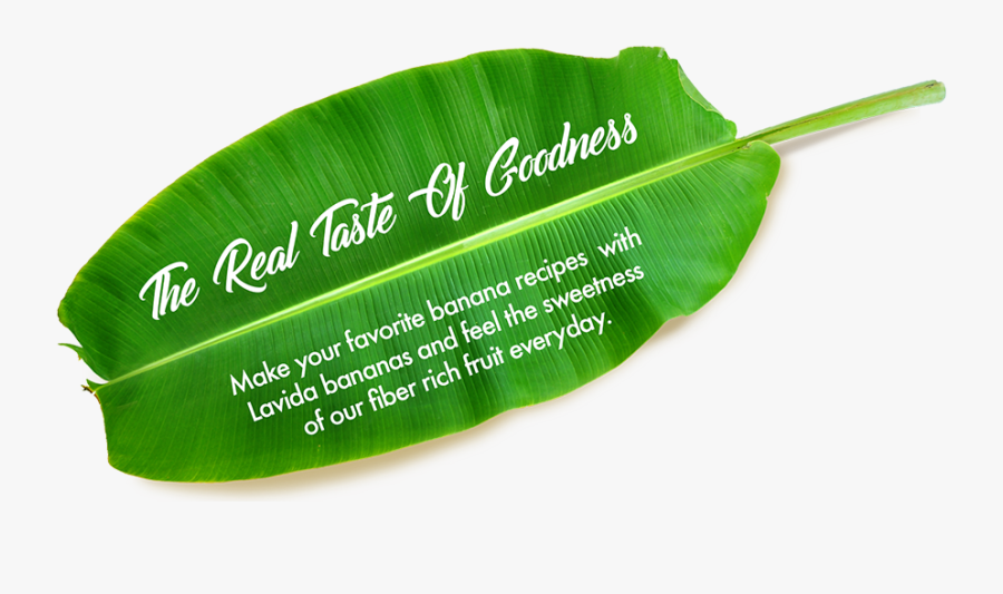 Transparent Banana Leaf Png - Banana Family, Transparent Clipart