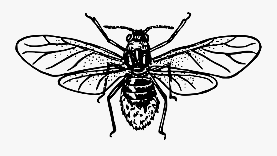 Aphid - Honey Bee Drawing Outline, Transparent Clipart