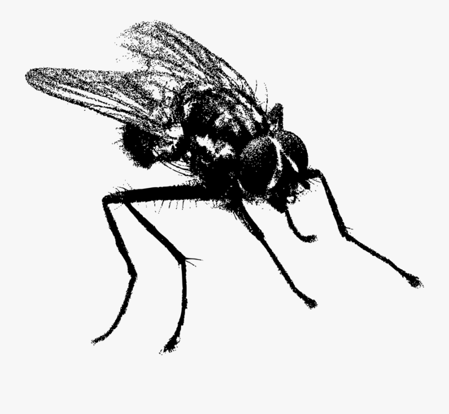 Fly,honey Bee,monochrome Photography - Fly In Black And White, Transparent Clipart