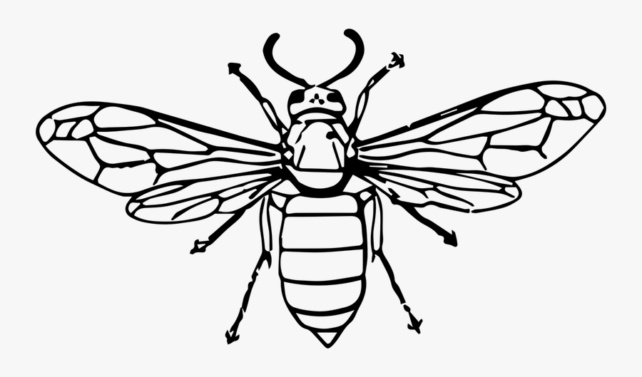 Collection Of Free Wasp Drawing Red Download On Ui - Hornet Clipart Black And White, Transparent Clipart