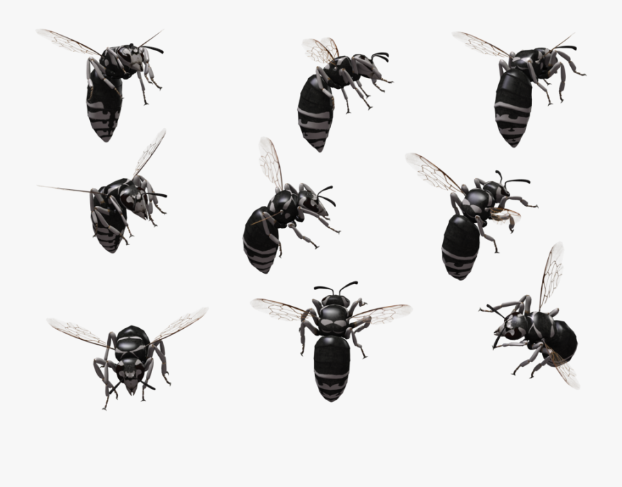 Bald Faced Hornet Wallpaper, Transparent Clipart
