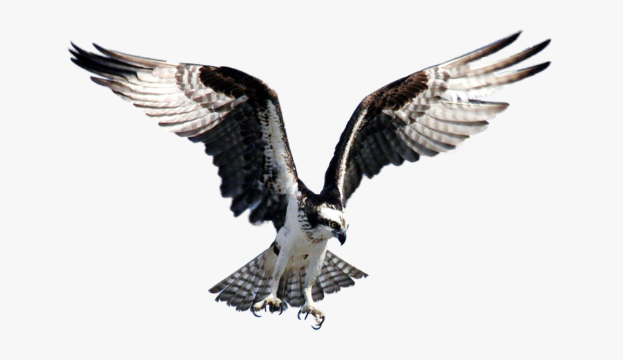 Clip Art Seahawk Bird Images - Osprey Bird, Transparent Clipart