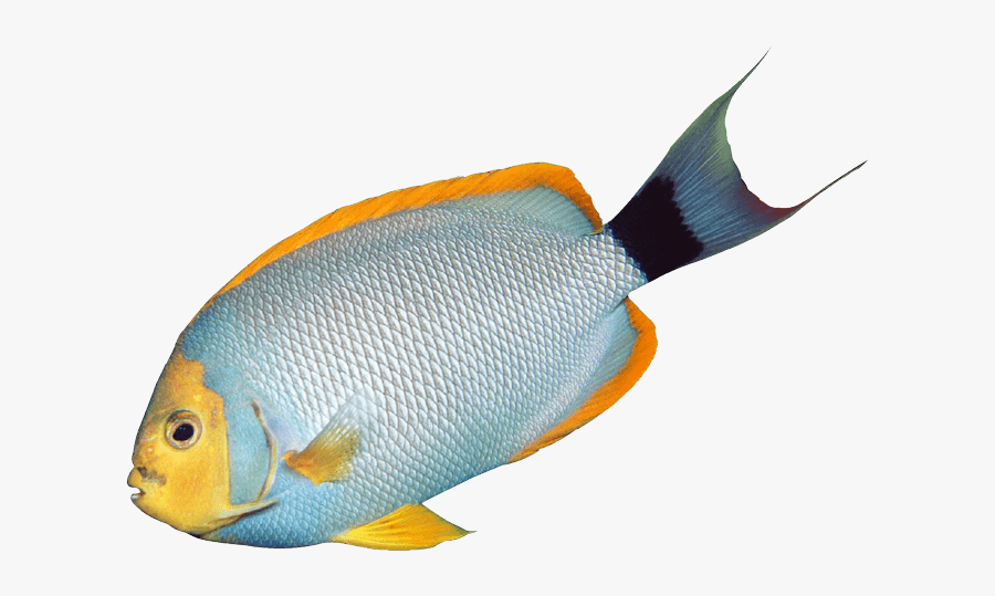 Fish Clipart Transparent Background - Transparent Aquarium Fish Clipart, Transparent Clipart