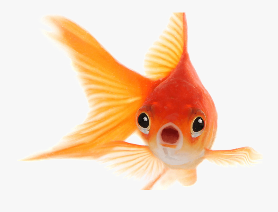 Goldfish Png Photo - Goldfish Png, Transparent Clipart