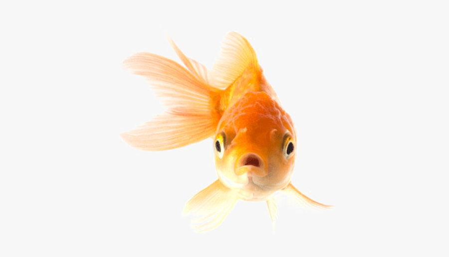 Goldfish Png Transparent Picture - Gold Fish, Transparent Clipart