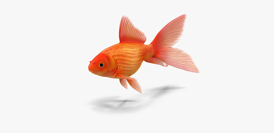Goldfish Png Transparent - Goldfish Photo With No Background, Transparent Clipart