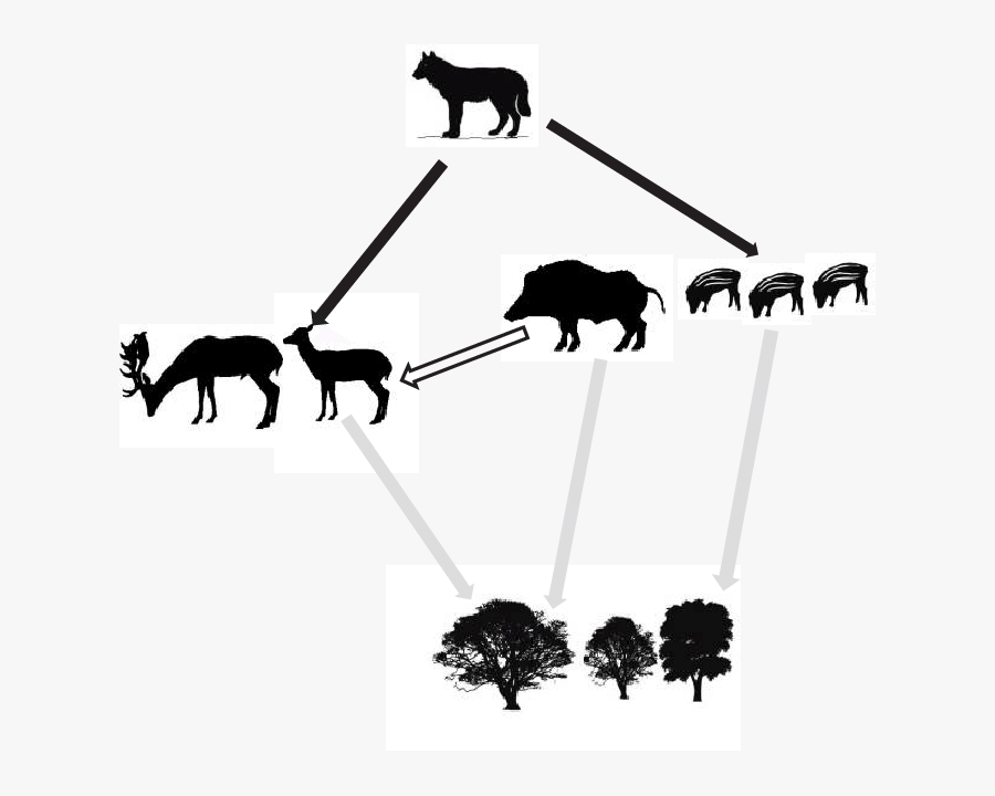 Trophic Web Of The Northern Apennine Ecosystem - Silhouette, Transparent Clipart