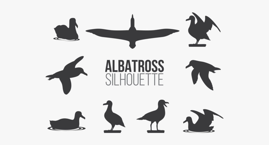 Albatros Sillhaouttes Vector - Albatros Vector, Transparent Clipart