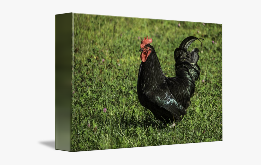 Clip Art Black Australorp Hen - Rooster, Transparent Clipart