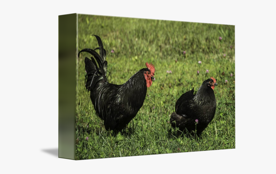 Clip Art And Rooster By Josh - Rooster, Transparent Clipart