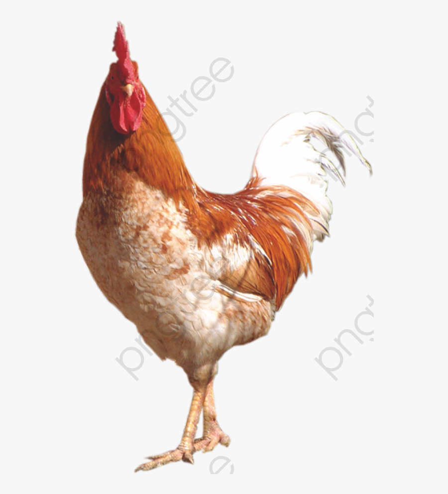 De Volailles Le B - Memes Do Galo Eliminado Sul Americana, Transparent Clipart