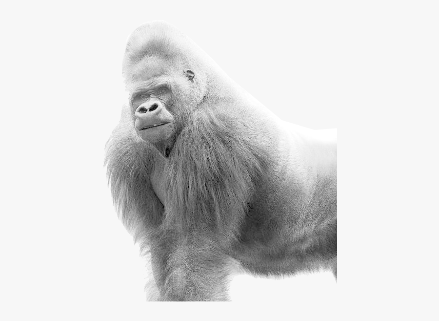 Lowland Gorilla,old World Monkey,snout,terrestrial - Black And White Gorilla, Transparent Clipart