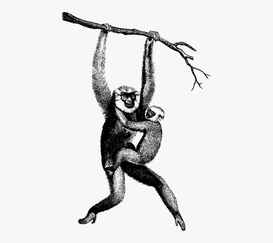Realistic Monkey Swinging Drawing, Transparent Clipart