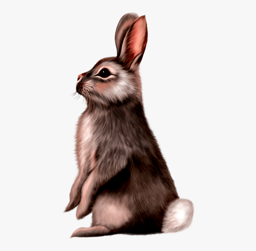 Rabbit Painting Png, Transparent Clipart