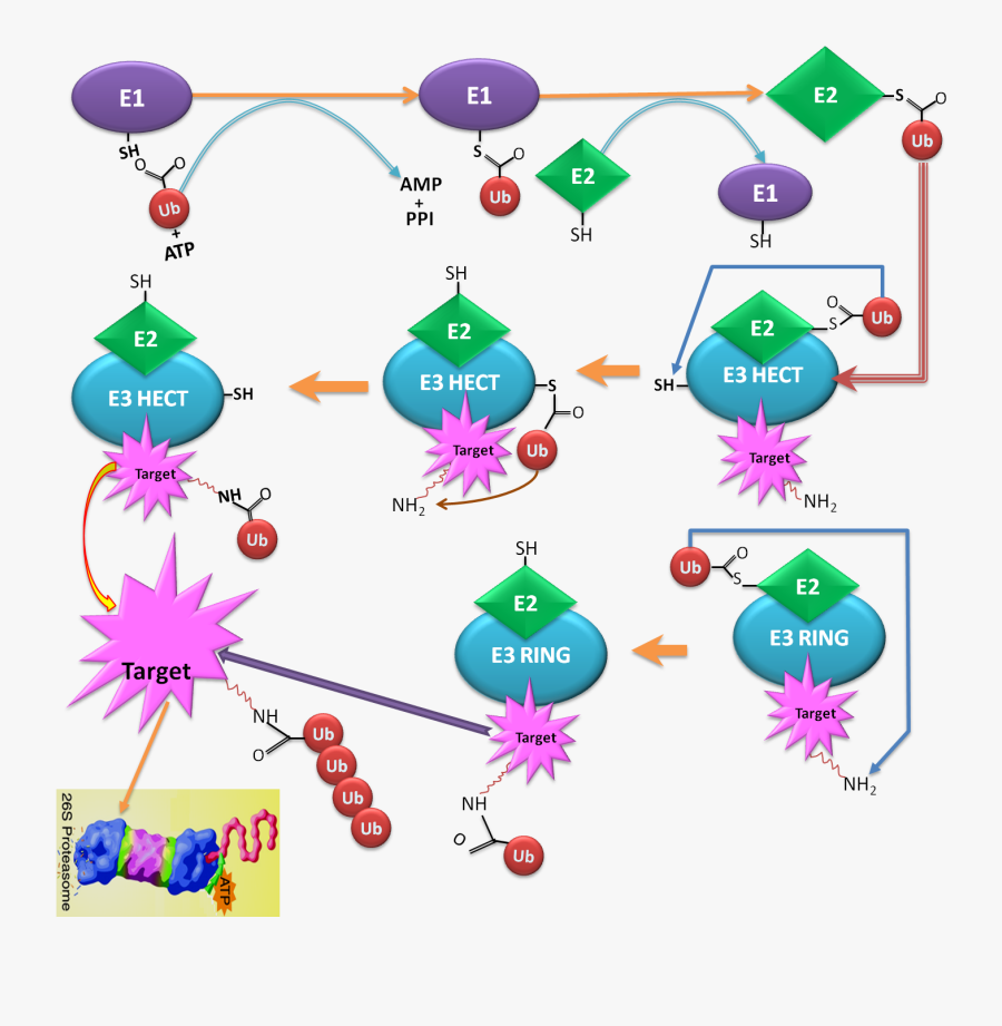Protein Degradation, Transparent Clipart