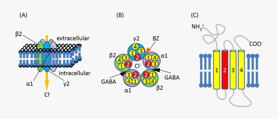 Figure1 - Ionotropic Gaba Receptors, Transparent Clipart