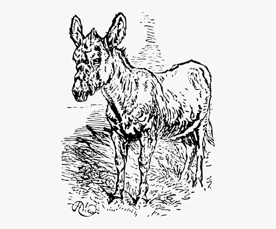 Donkey Animal Mammals - Donkey Peeing Drawing Transparent, Transparent Clipart