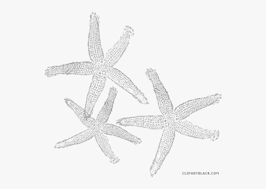 Transparent Sea Star Clipart Black And White - Clip Art, Transparent Clipart
