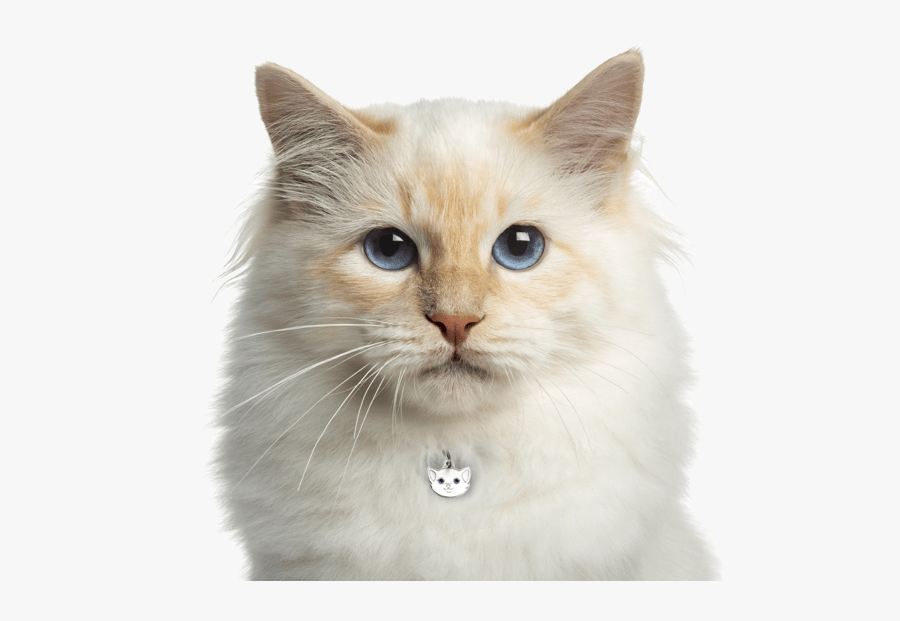 Norwegian Forest Kittens Cats - Birman Cat For Sale, Transparent Clipart