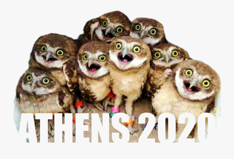 Burrowing Owl Baby, Transparent Clipart