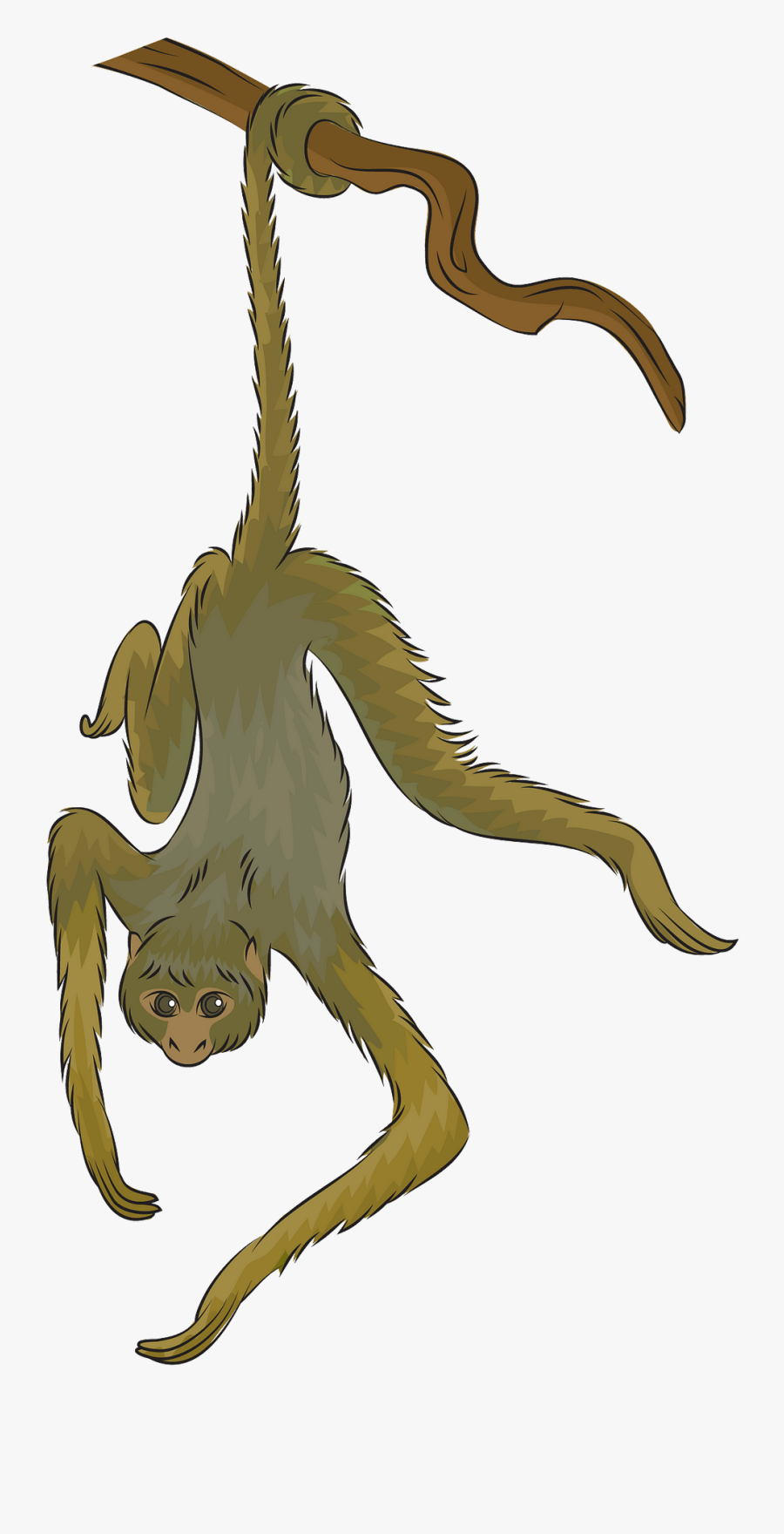 Peruvian Black Spider Monkey Clip Art , Free Transparent Clipart