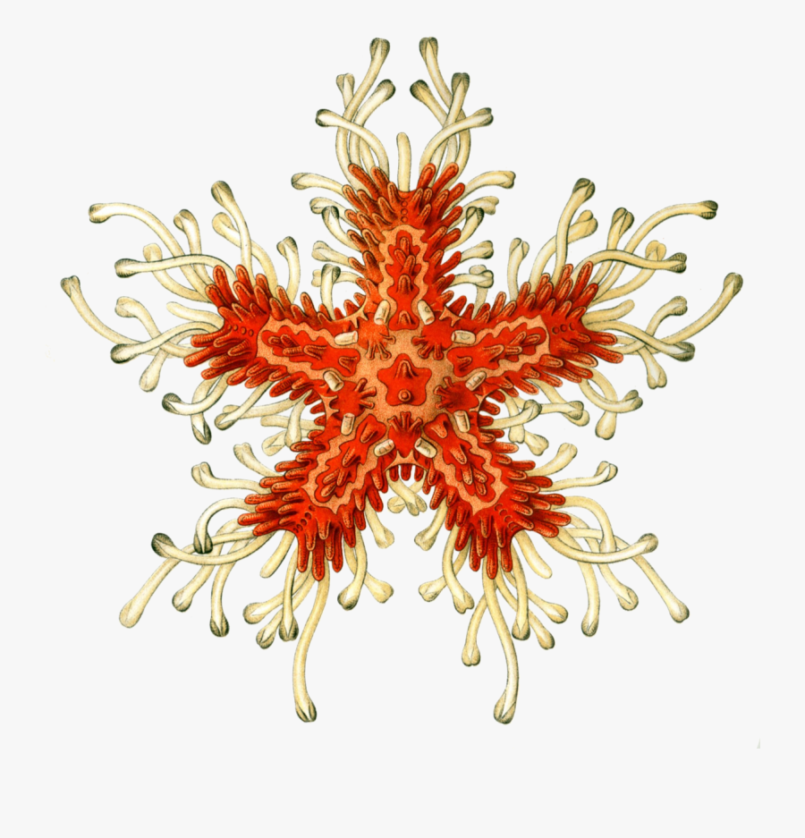 Album Giant Squid The Ichthyologist, Transparent Clipart