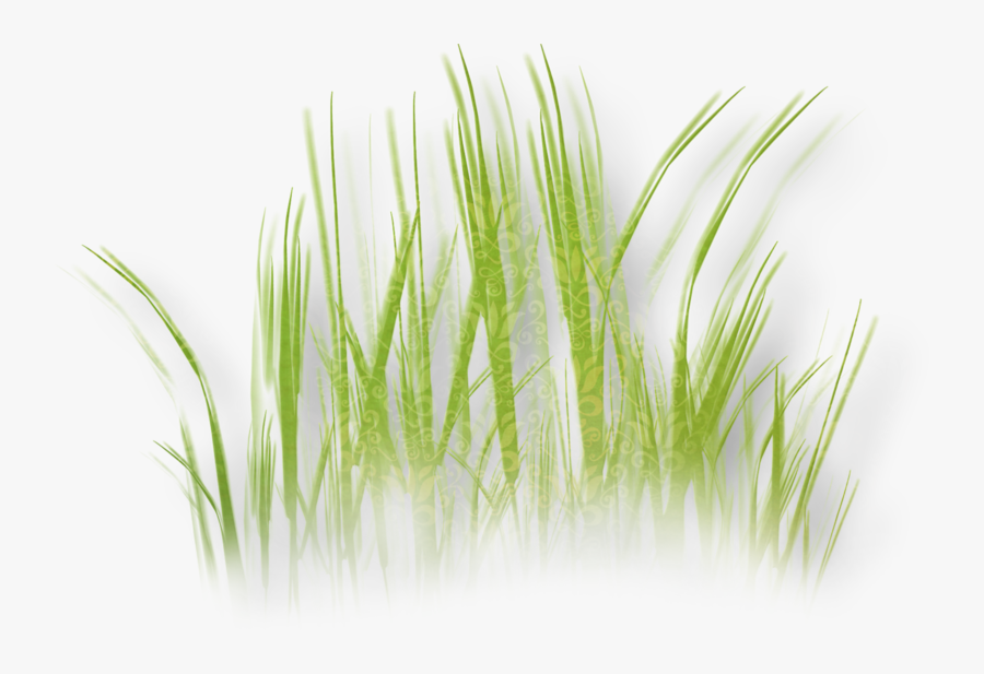 Herbaceous Plant Grass Clip Art, Transparent Clipart