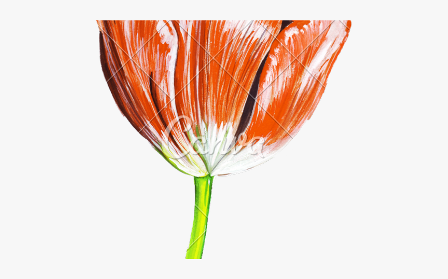 Tulip Flower Drawing Realistic, Transparent Clipart
