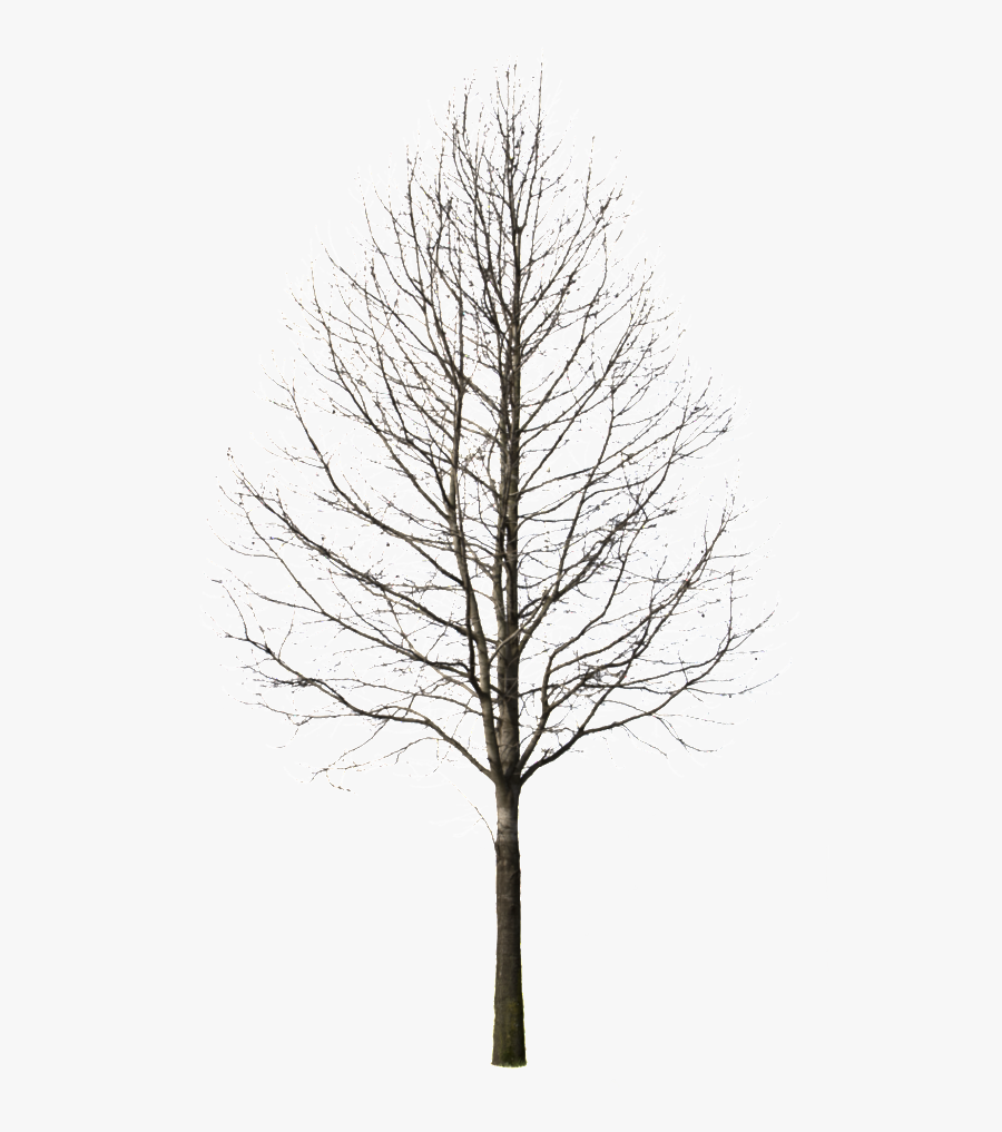 Silhouette Winter Tree Png, Transparent Clipart