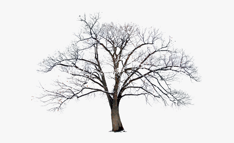 Bible Photography Winter - 圣诞, Transparent Clipart