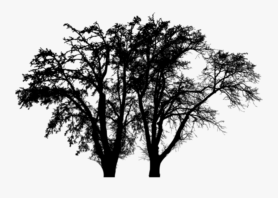 Twig Vector Silhouette - Aesthetic Sunset With Trees Background, Transparent Clipart