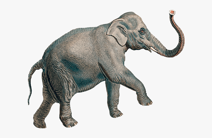 Indian Elephant, Transparent Clipart