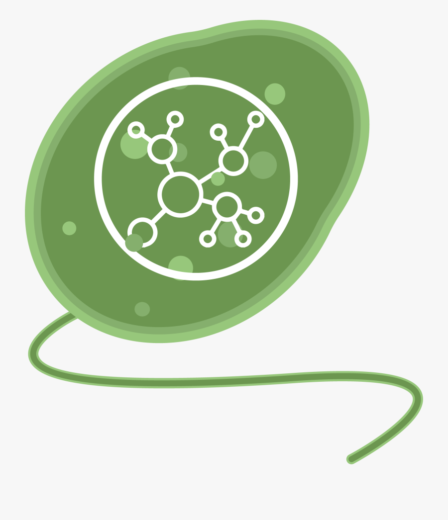 Circle, Transparent Clipart