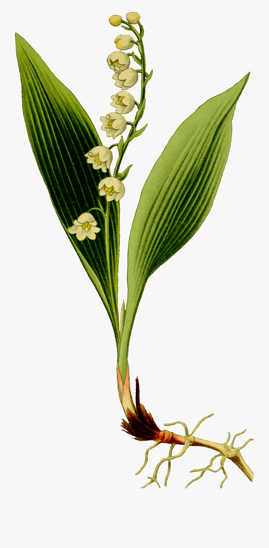 Lily Of The Valley Clip Arts - Konvalinka Png, Transparent Clipart