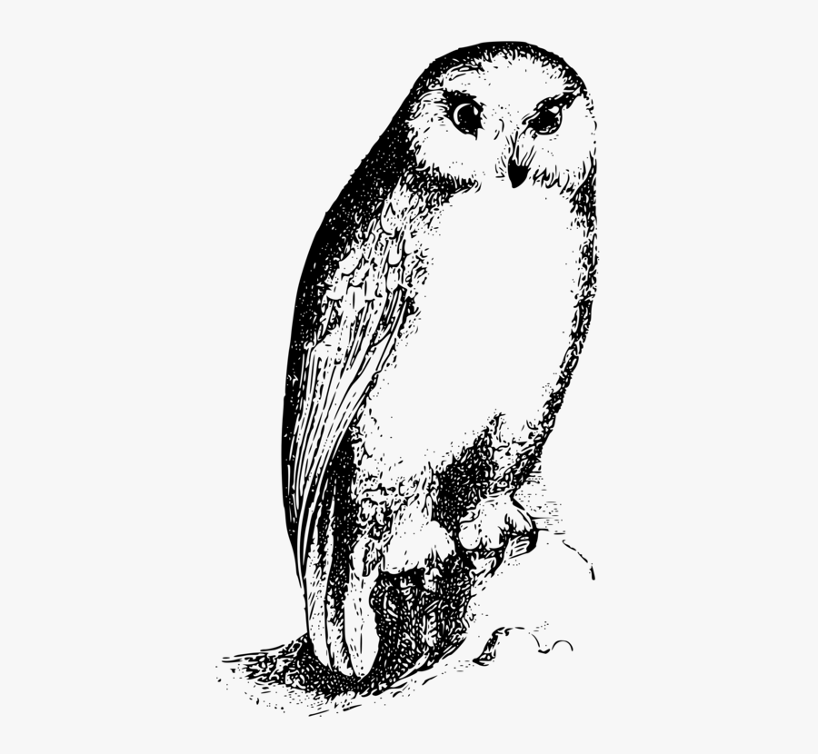 Owl,art,flightless Bird - Marca De Roupa Com Coruja, Transparent Clipart