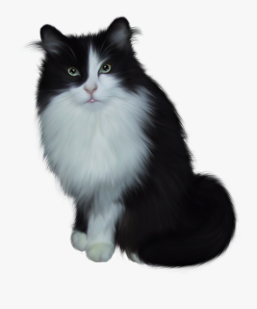 Clip Art Long Hair Siamese Chat Noir Et Blanc Png Free