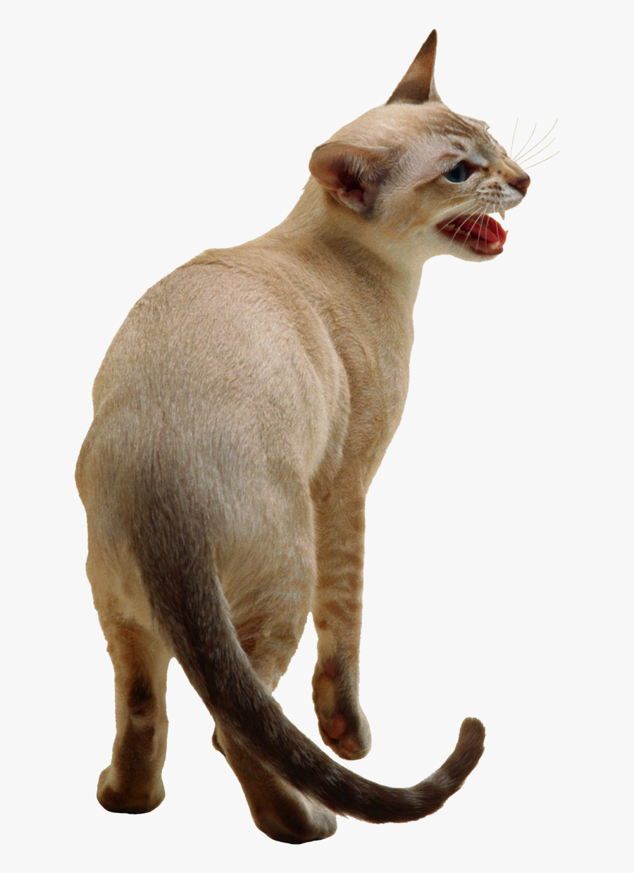 Kittens Transparent Siamese - Cat With Transparent Background, Transparent Clipart