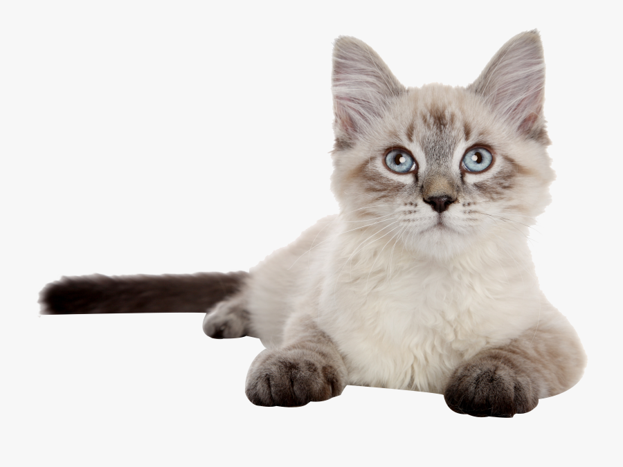 siberian siamese