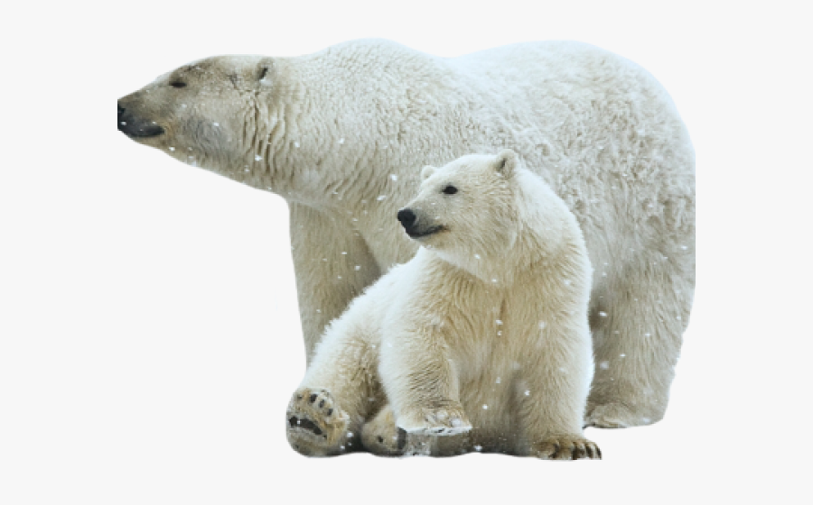 Polar Bear Png Transparent Images - Polar Bear Transparent Background, Transparent Clipart