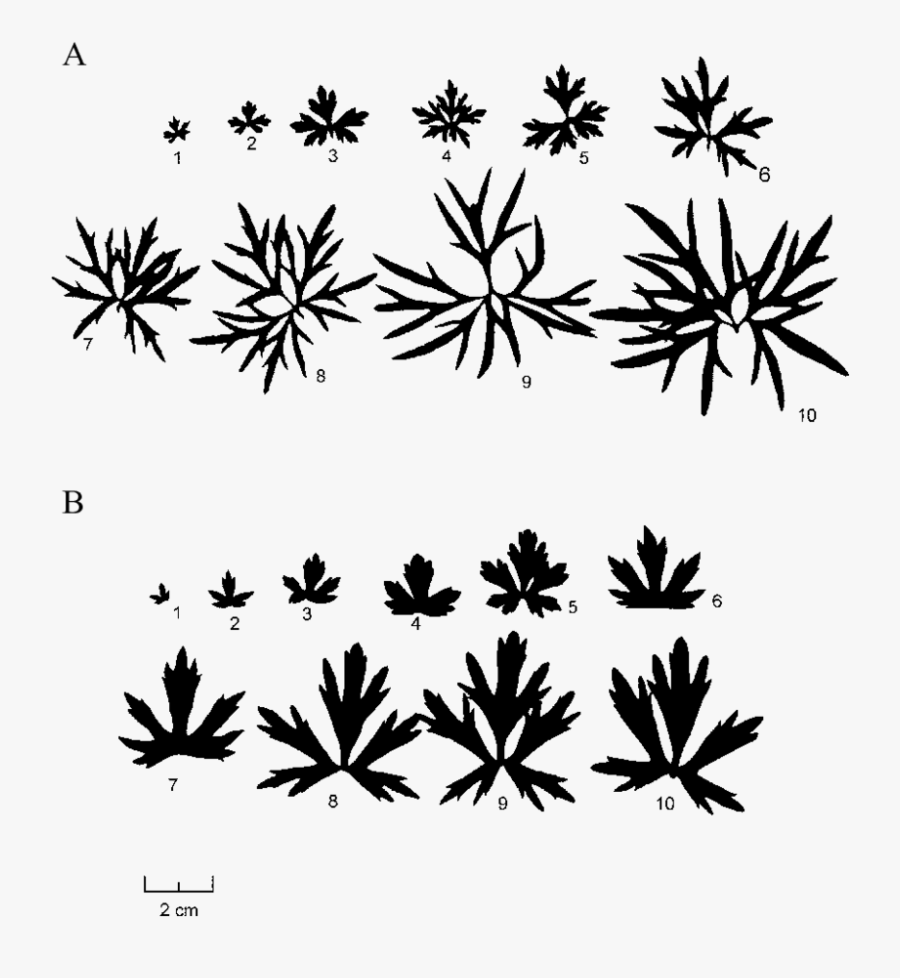 Representative Leaf Samples From The Wet Site And Semi-dry - Illustration, Transparent Clipart
