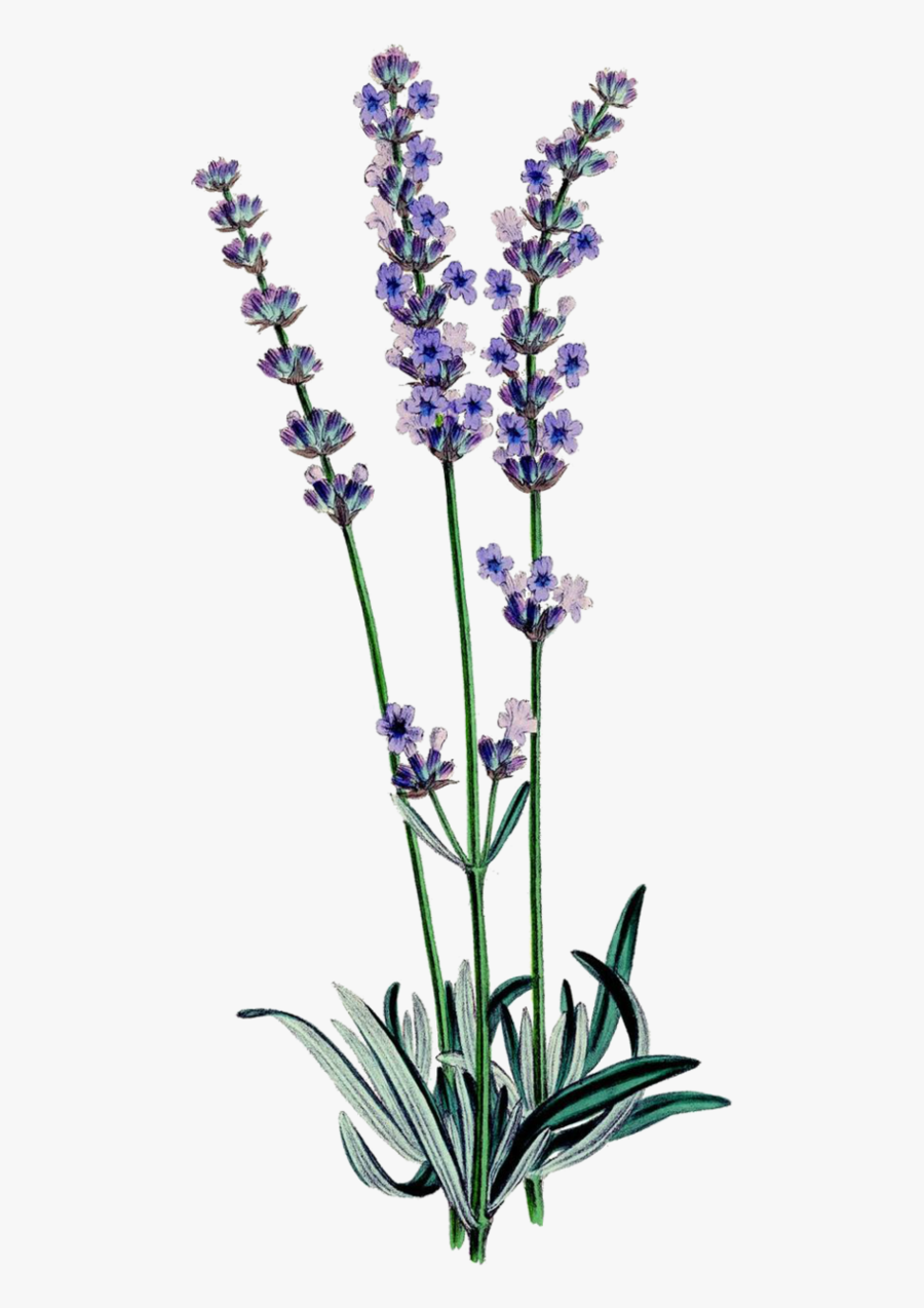 Drawn Lavender Purple Lavender - Lavender Plant Clip Art, Transparent Clipart