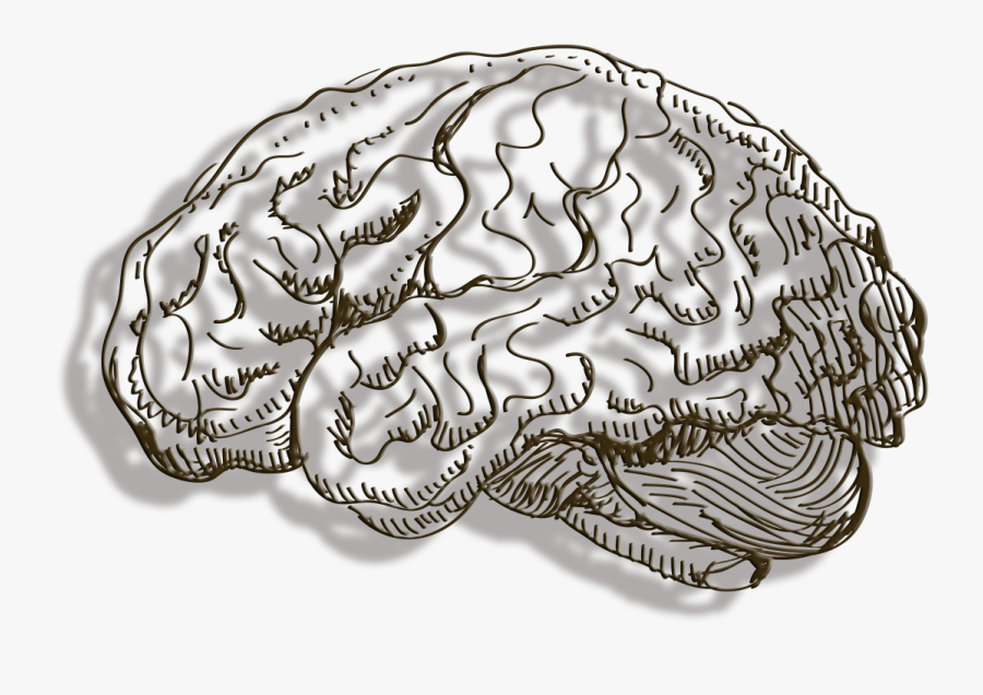 Human Brain Cerebrum - ภาพ ลาย เส้น สมอง, Transparent Clipart