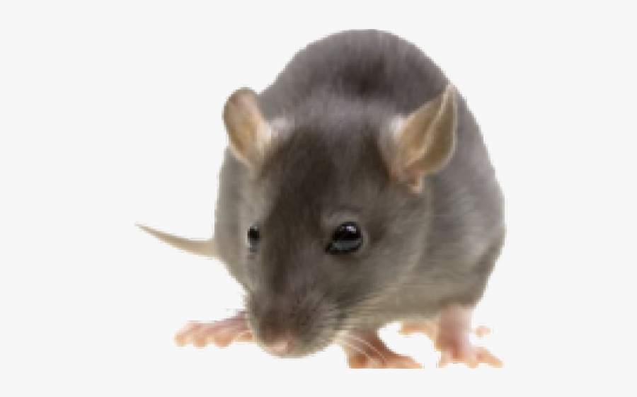 Rat Clipart 2 Mouse - Pest Control, Transparent Clipart